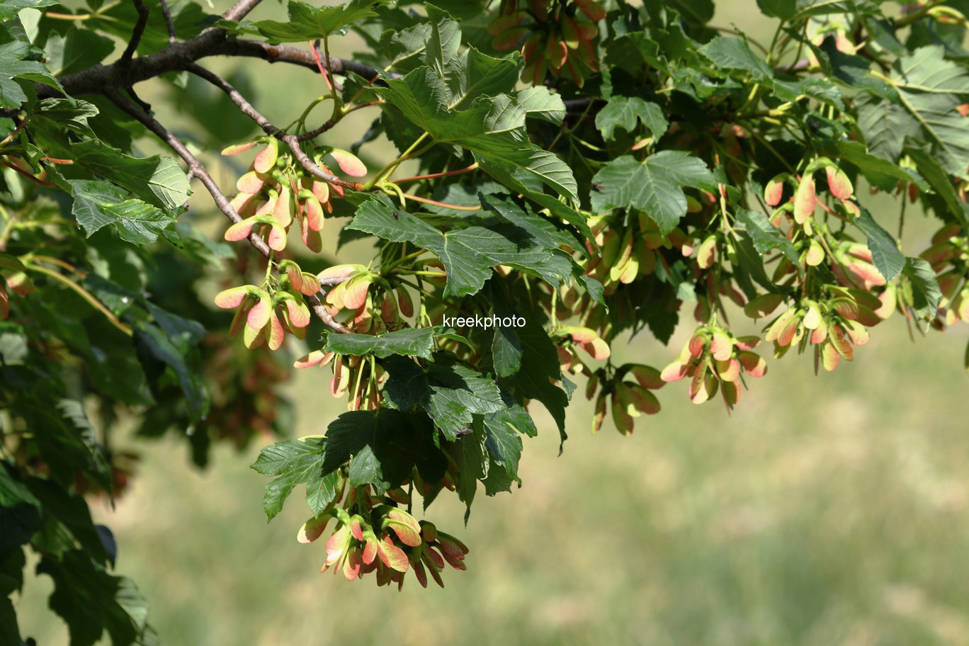 Acer pseudoplatanus