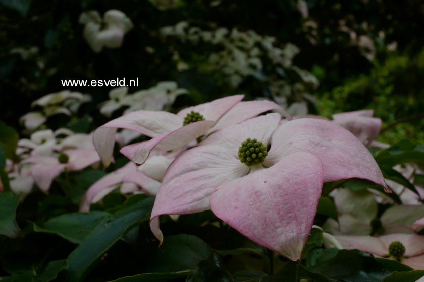 Cornus kousa 'Satomi'