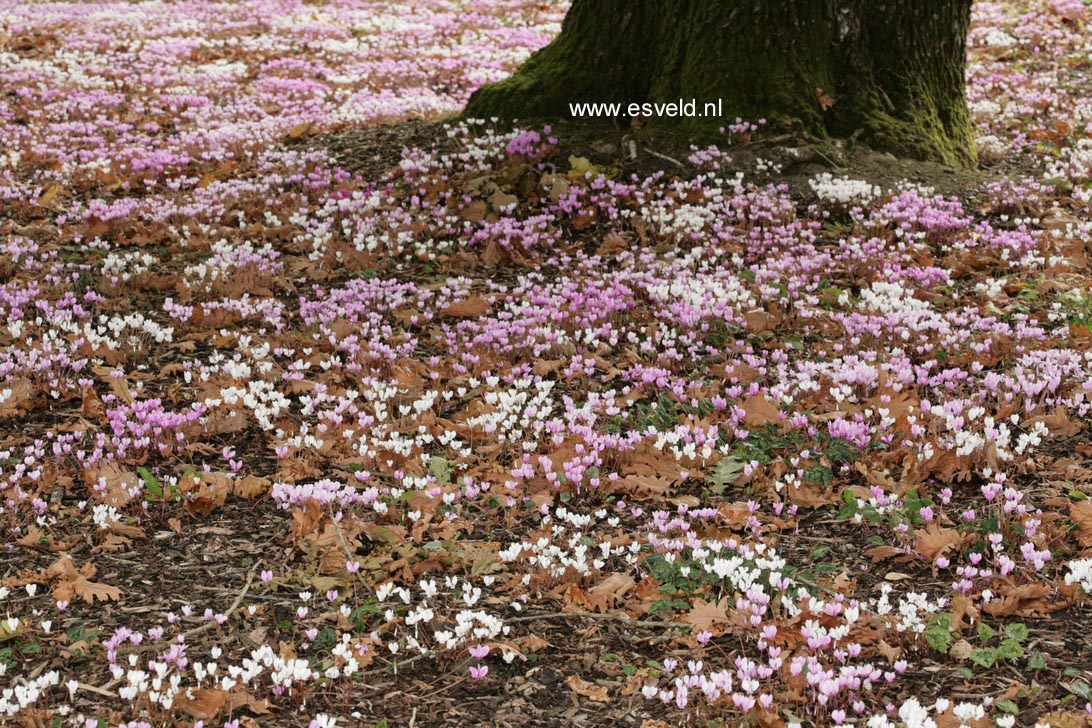 Cyclamen hederifolium
