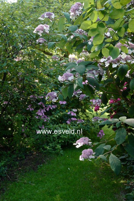 Hydrangea aspera 'Macrophylla'