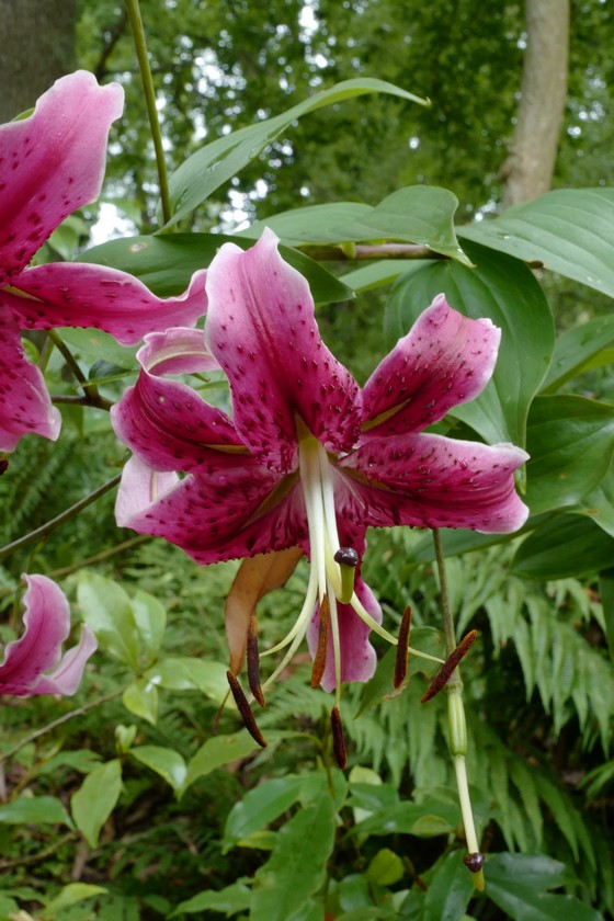 Lilium martagon