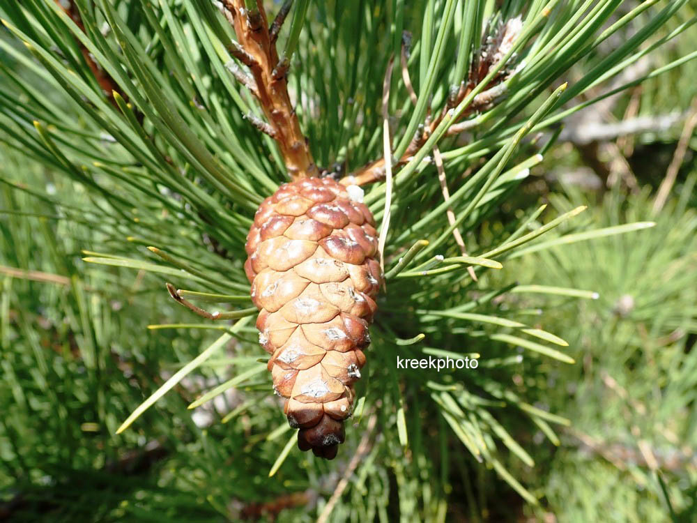 Pinus halepensis