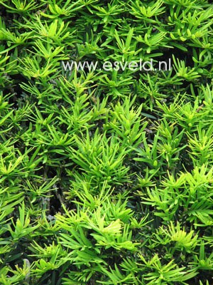 Taxus baccata