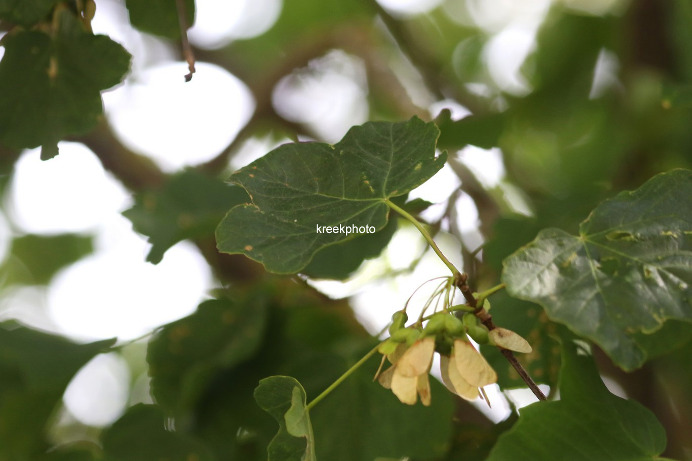 Acer opalus