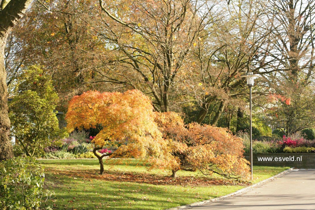 Acer palmatum 'Dissectum'