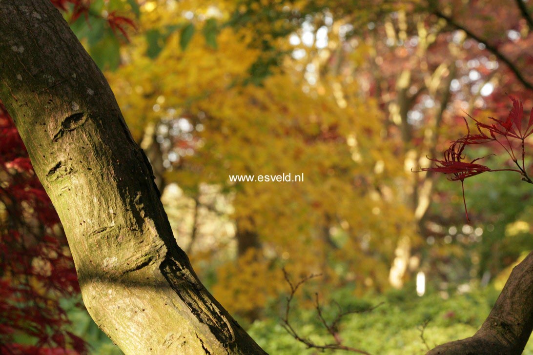 Acer palmatum 'Ornatum'