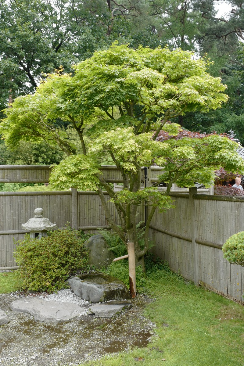 Acer palmatum 'Osakazuki'