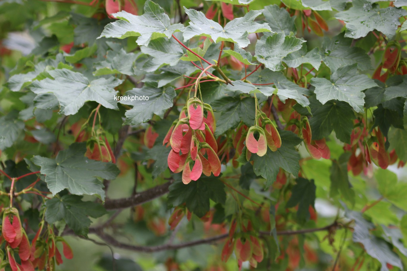 Acer pseudoplatanus