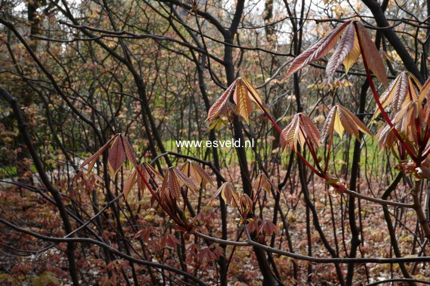 Aesculus parviflora