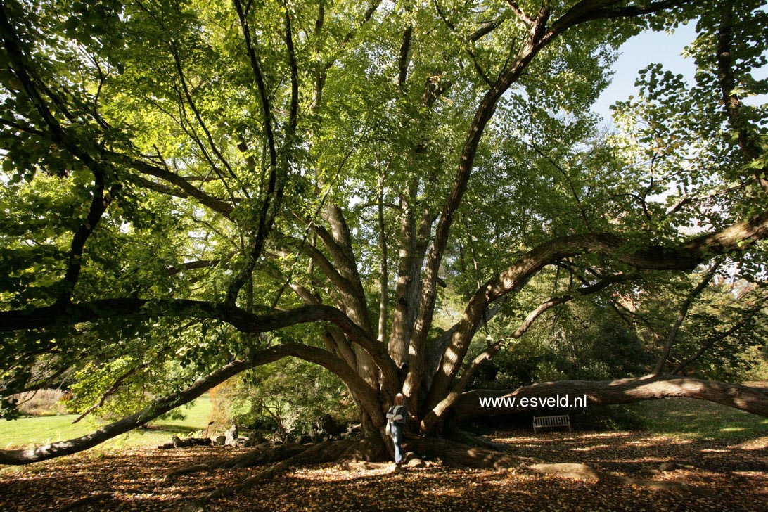 Cercidiphyllum japonicum