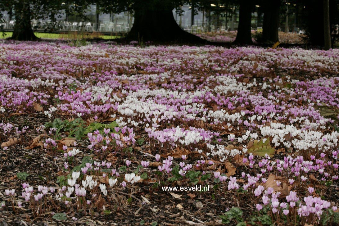 Cyclamen hederifolium