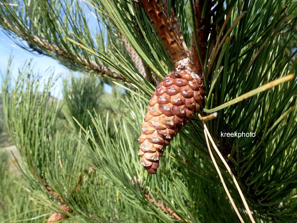 Pinus halepensis