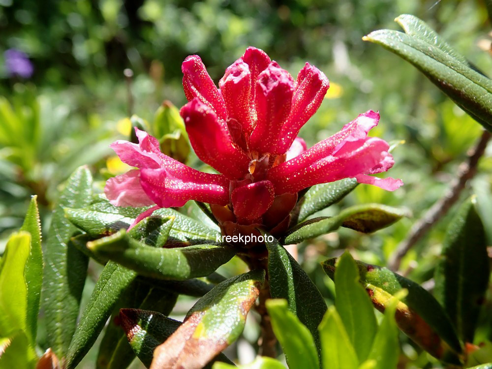 Rhododendron ferrugineum