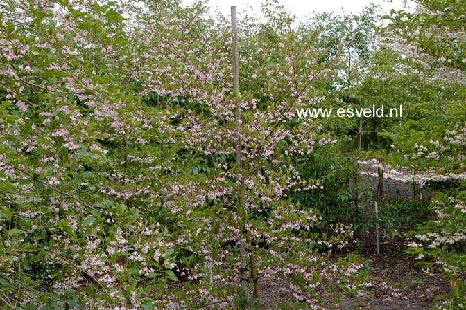 Styrax japonicus