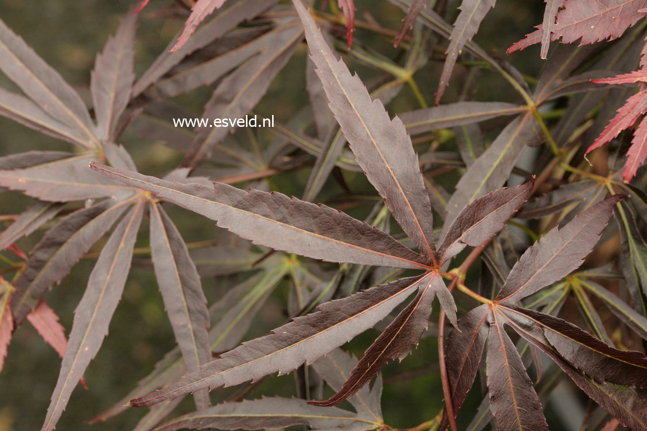 Acer palmatum 'Ginshi'