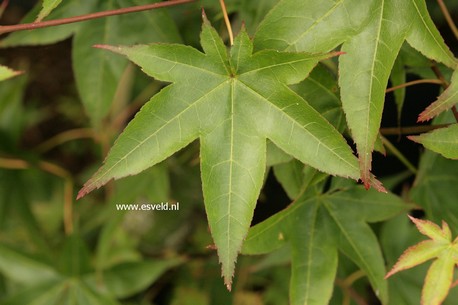 Acer palmatum 'Tana'