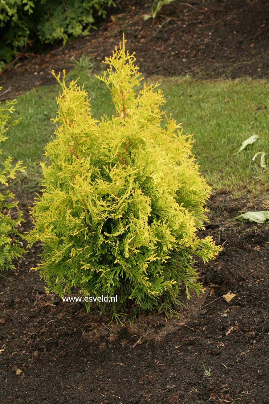 Thuja occidentalis 'Golden Anne' (43469)