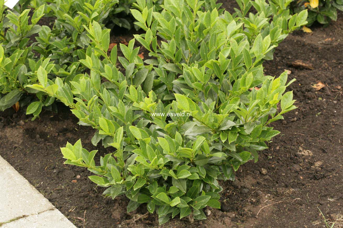 Prunus laurocerasus 'Piranha'