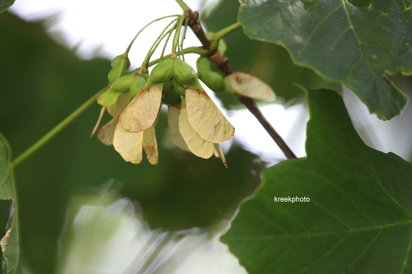 Acer opalus