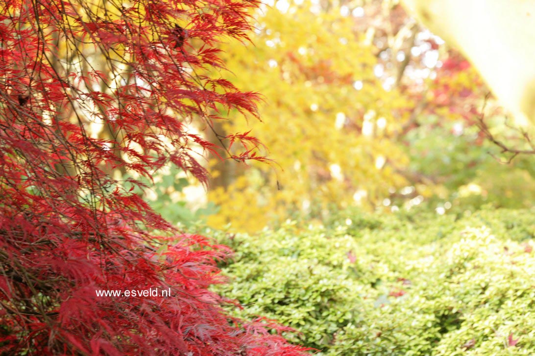 Acer palmatum 'Ornatum'