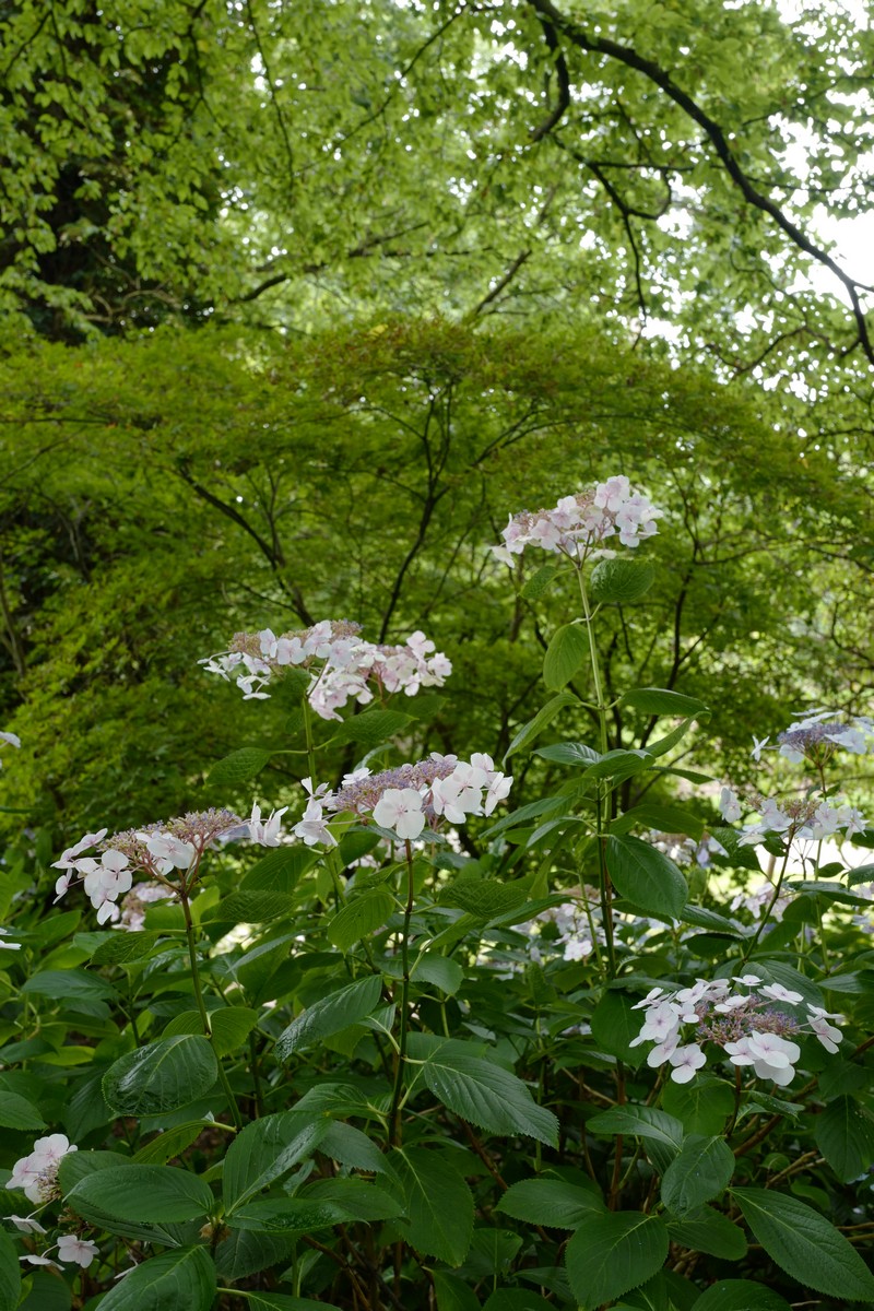 Acer palmatum 'Osakazuki'