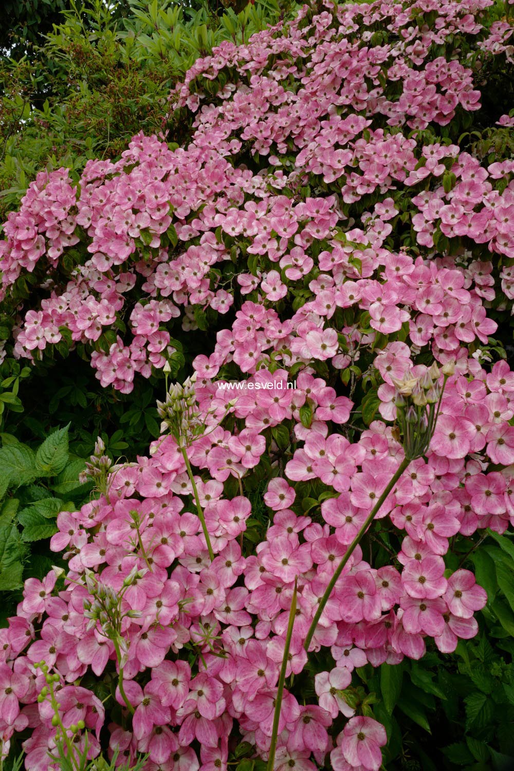 Cornus kousa 'Satomi'