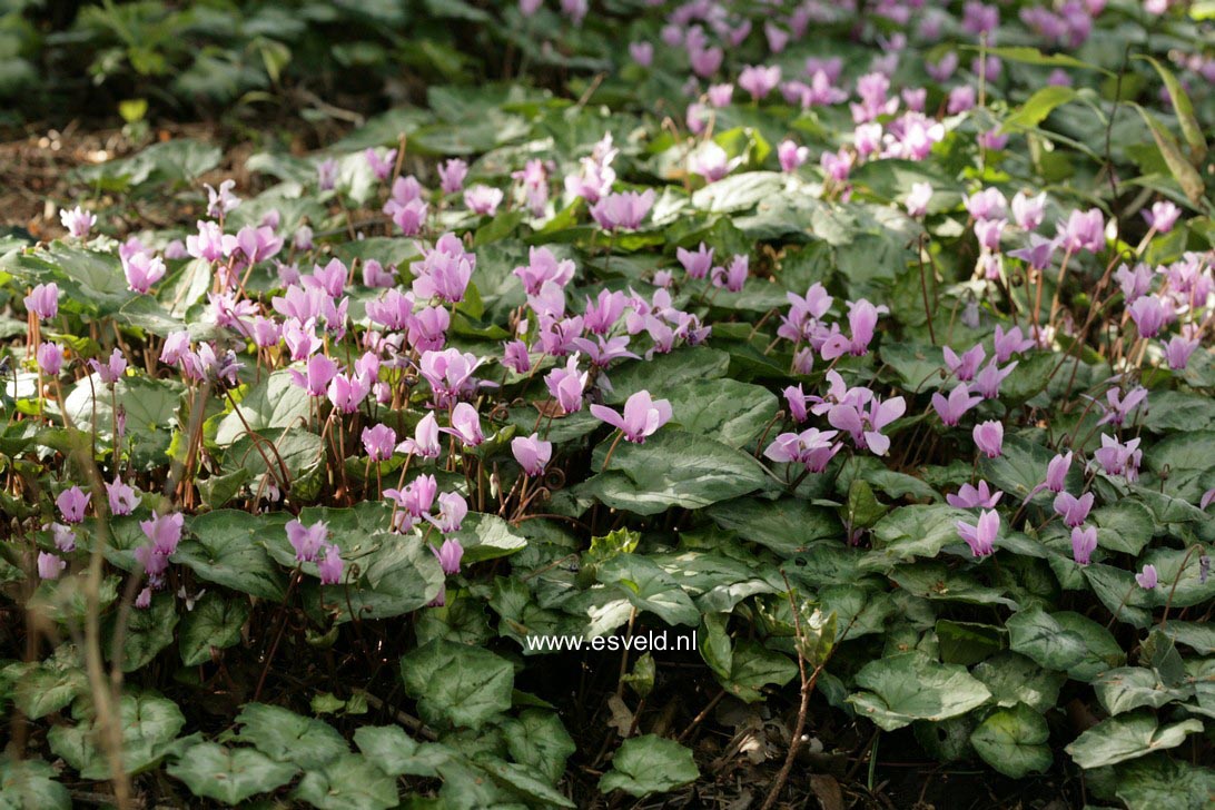 Cyclamen hederifolium