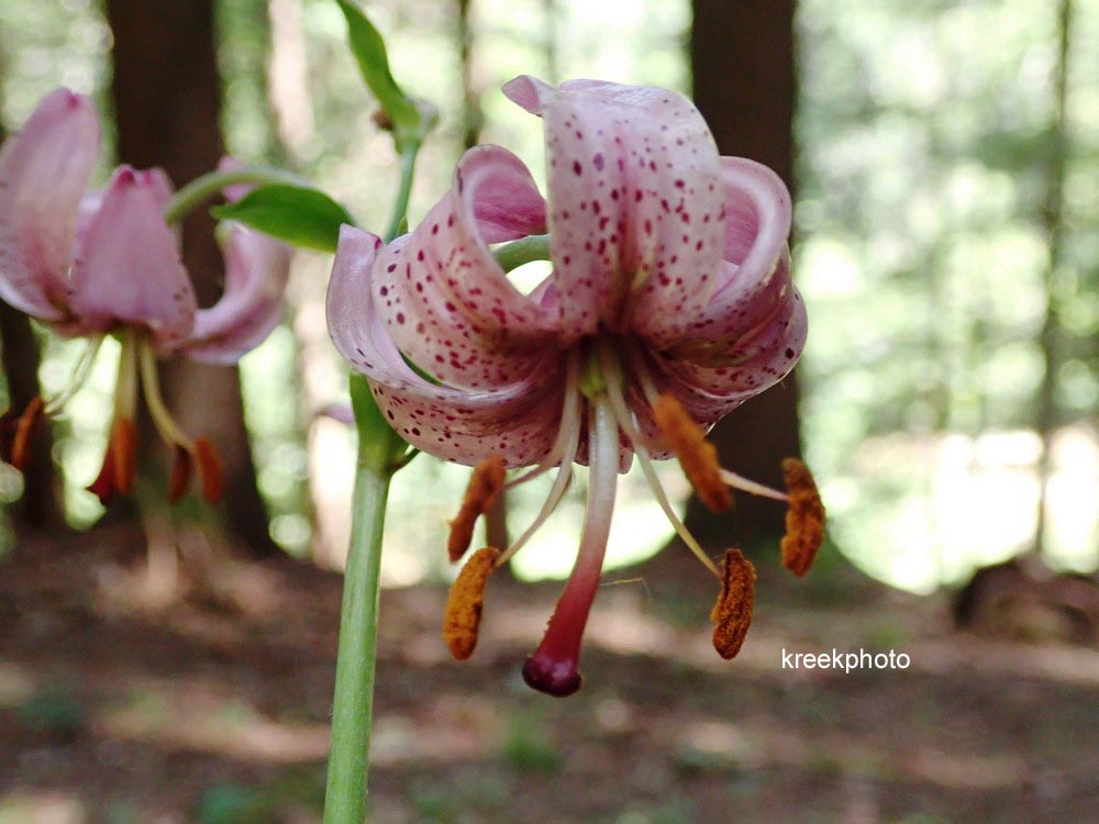 Lilium martagon