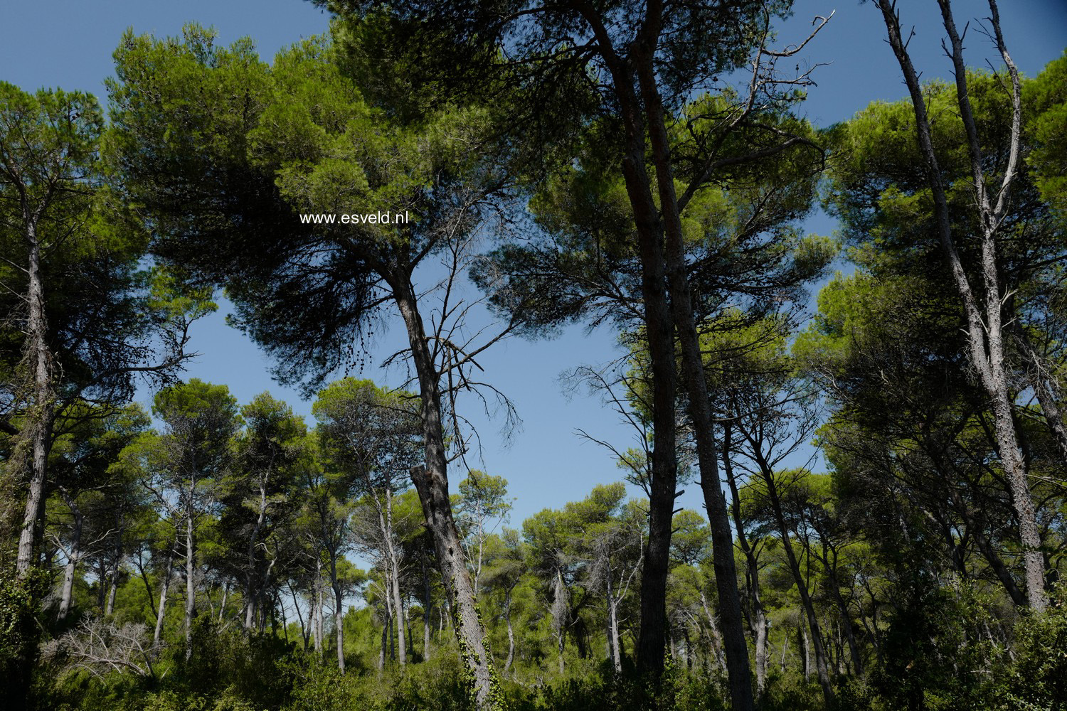Pinus halepensis