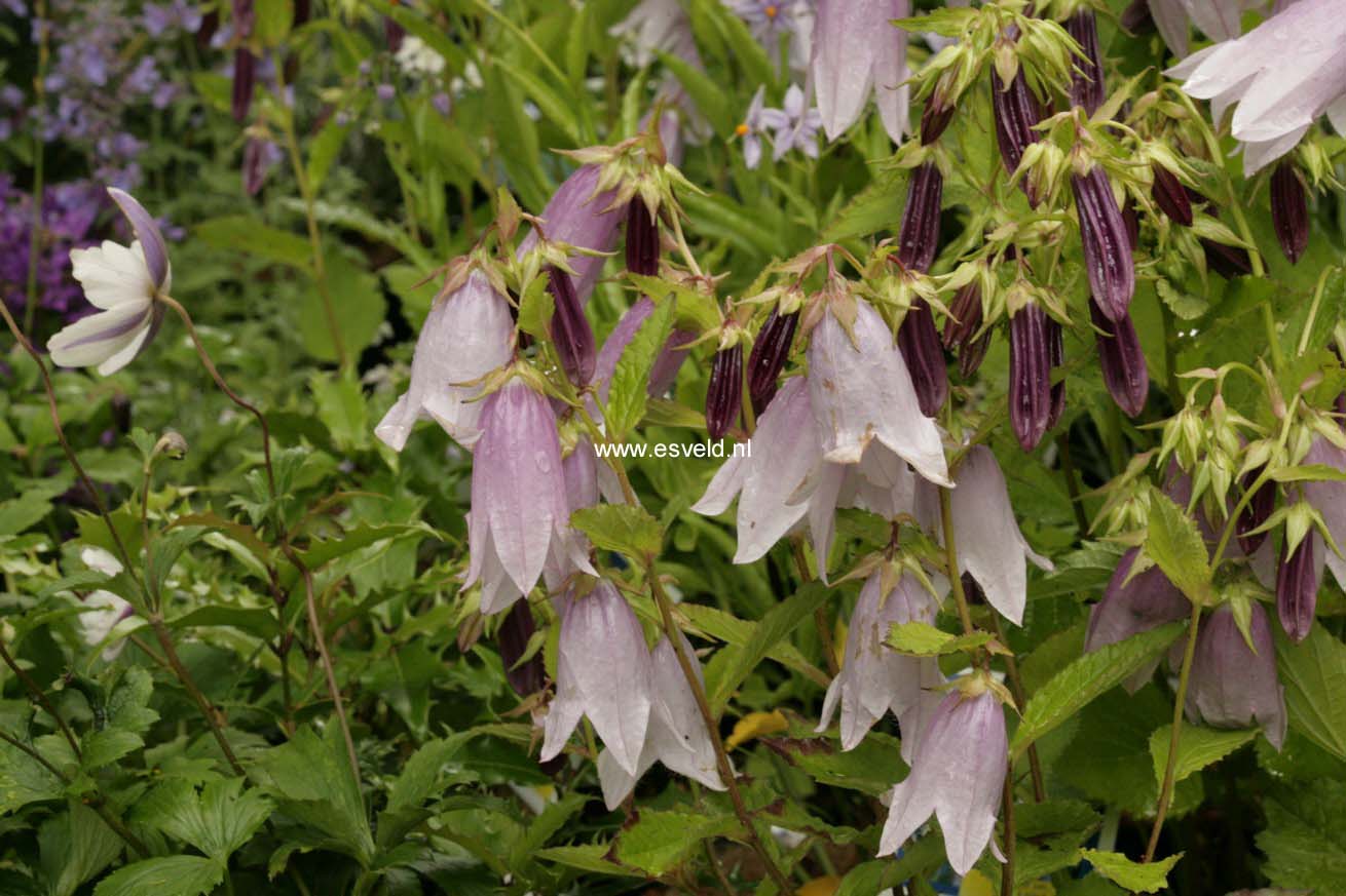 Campanula 'Iridescent Bells'