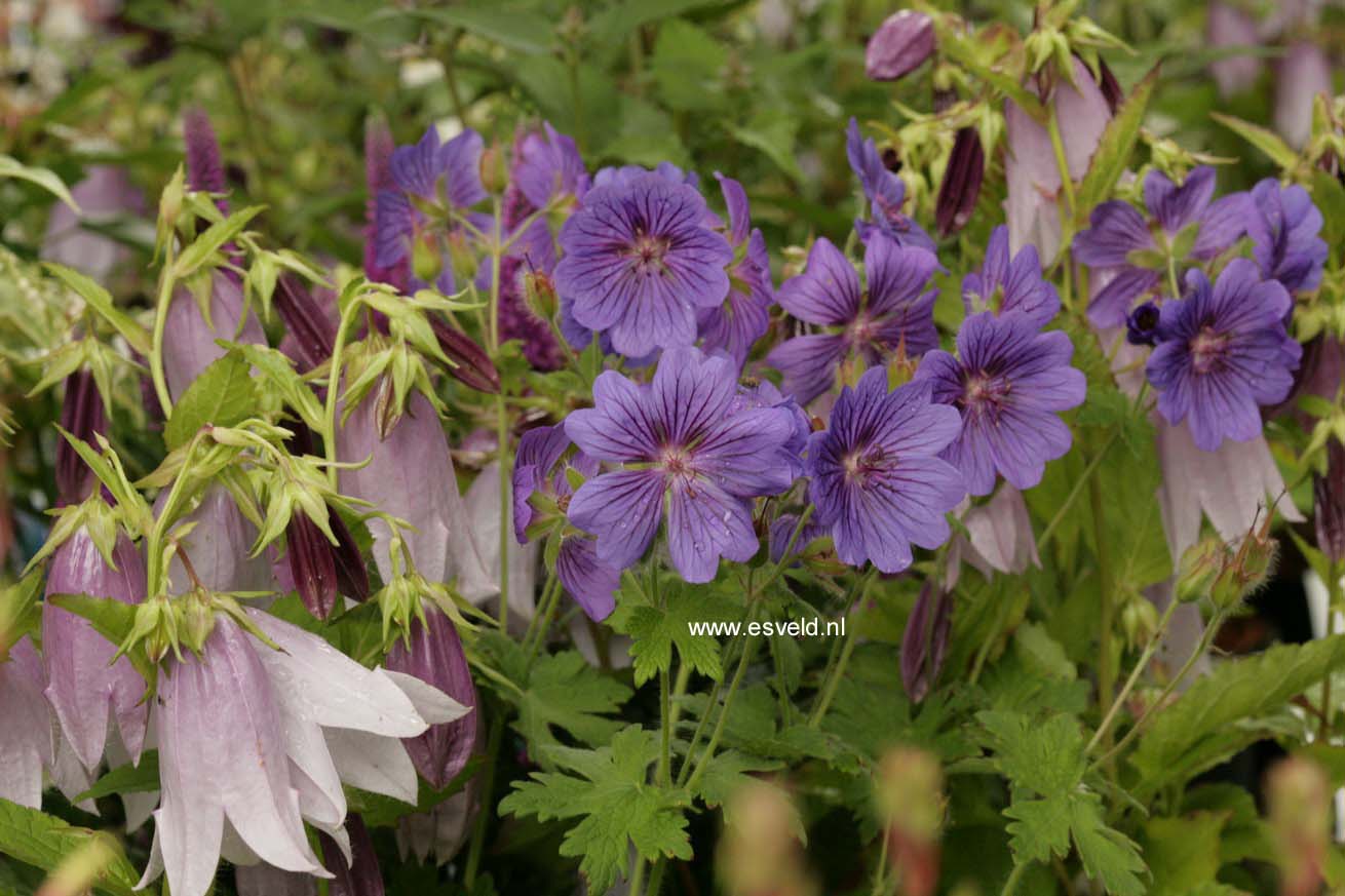 Geranium magnificum 'Blue Blood' (44015)