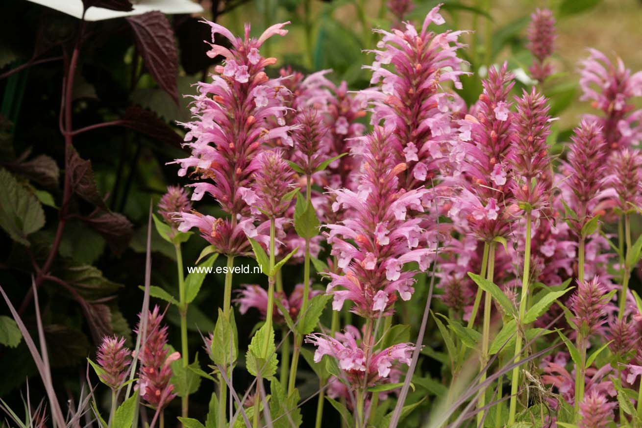 Agastache 'Cotton Candy' (44048)