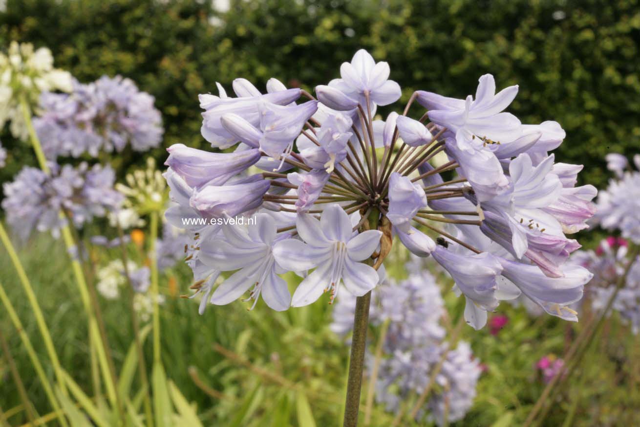 Agapanthus 'Amsterdam'