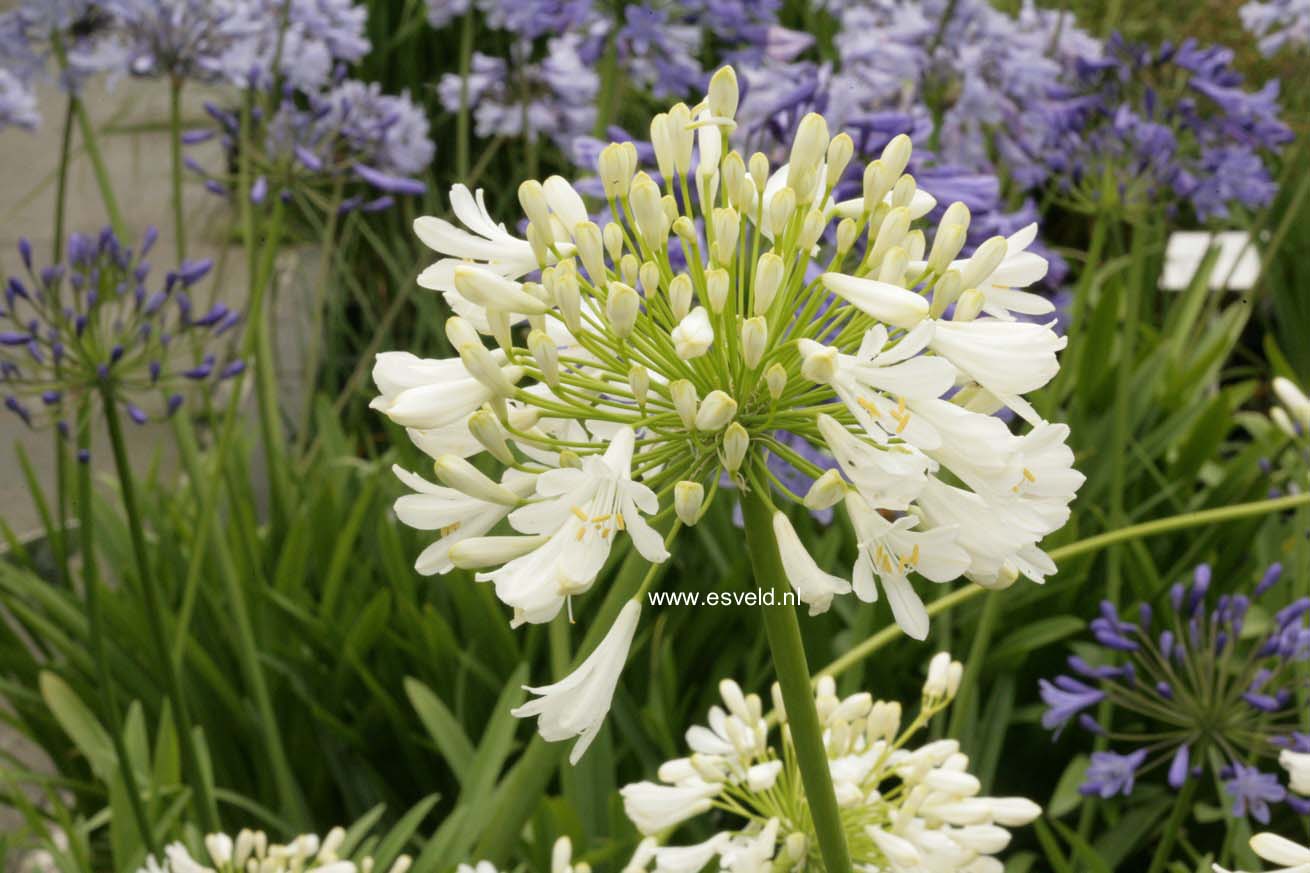 Agapanthus 'Polar Ice' (44688)
