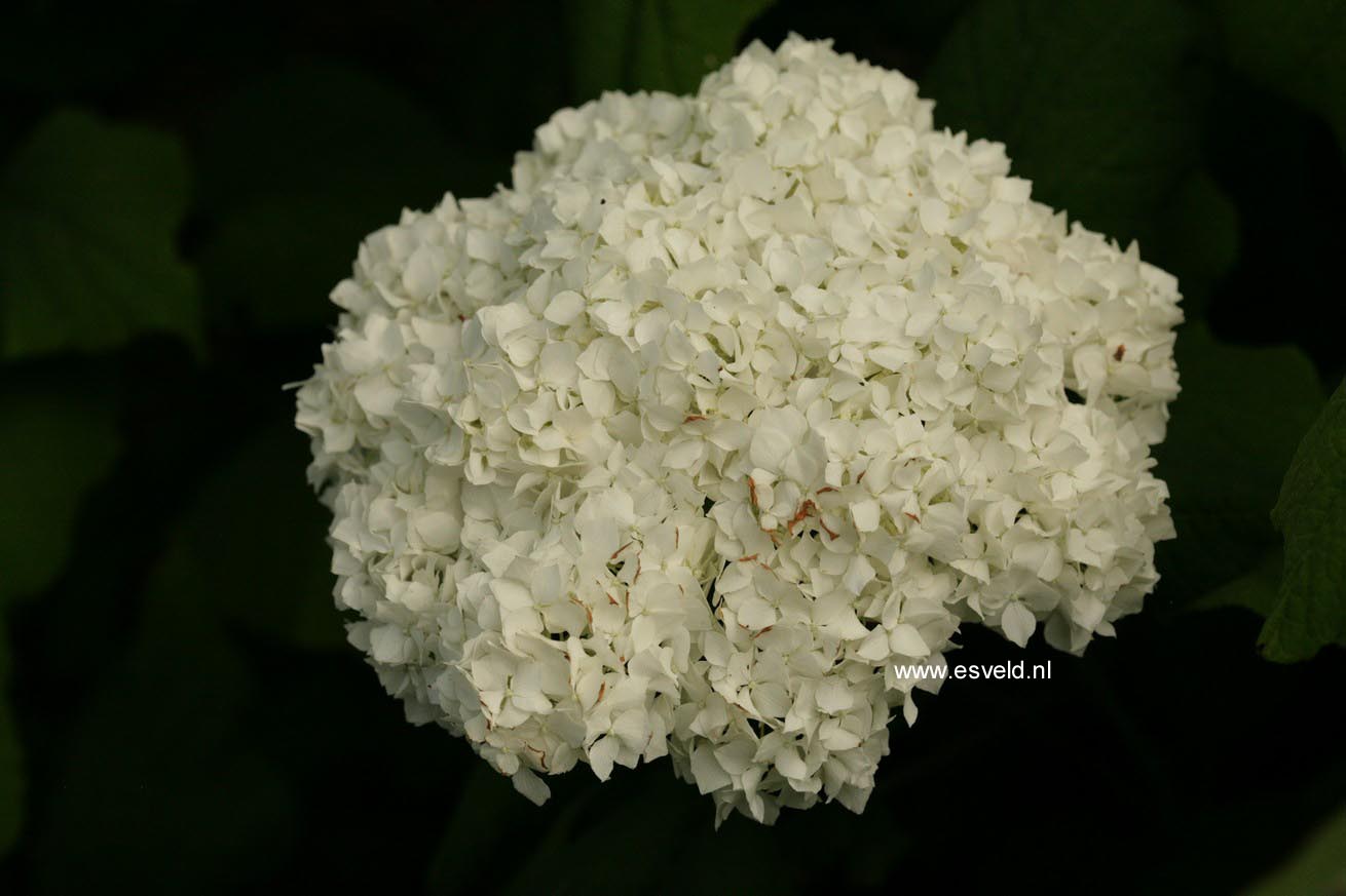 Hydrangea asterolasia
