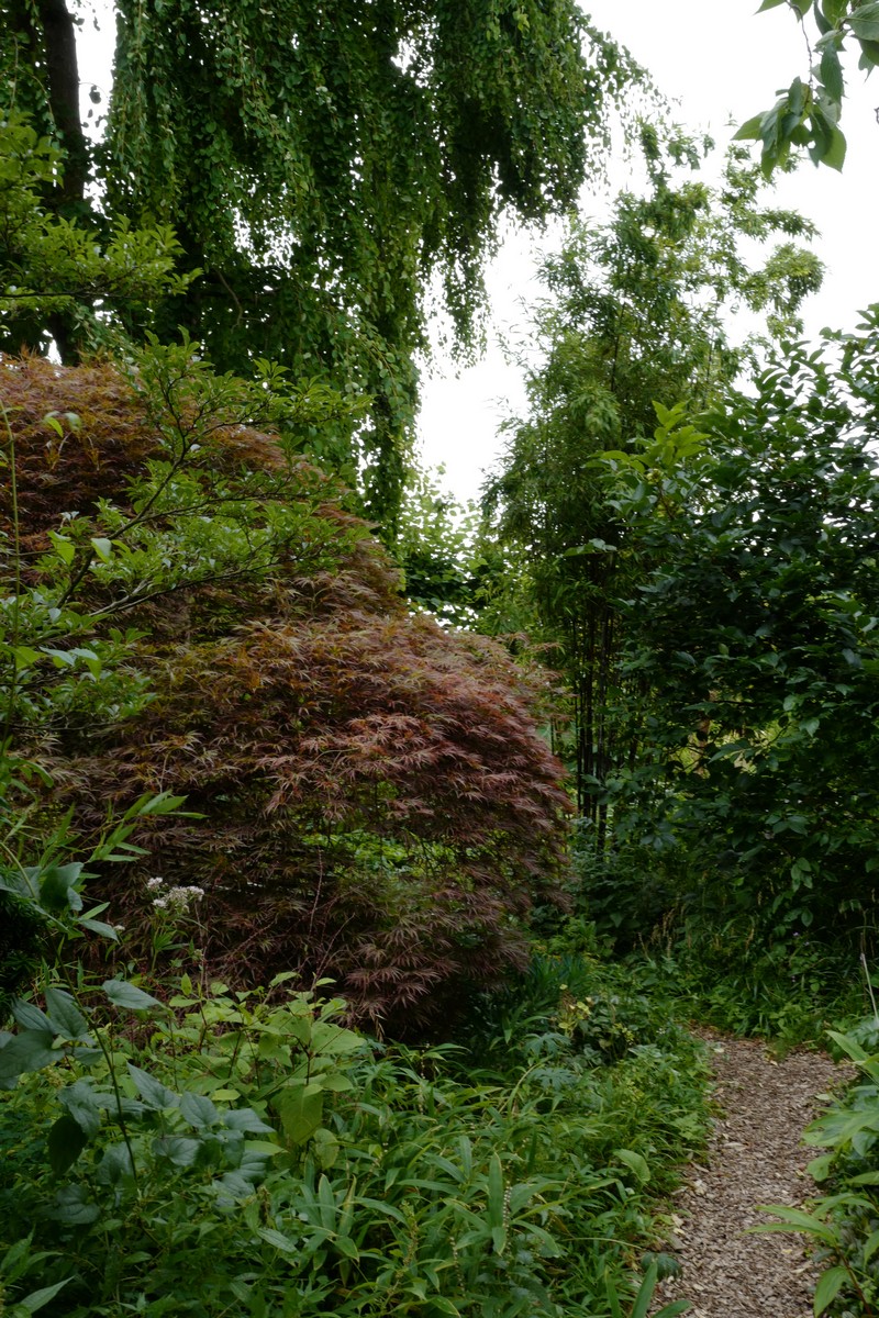 Acer palmatum 'Ornatum'