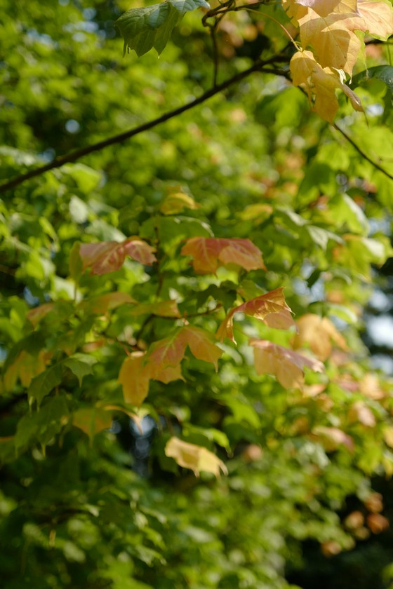 Acer saccharum