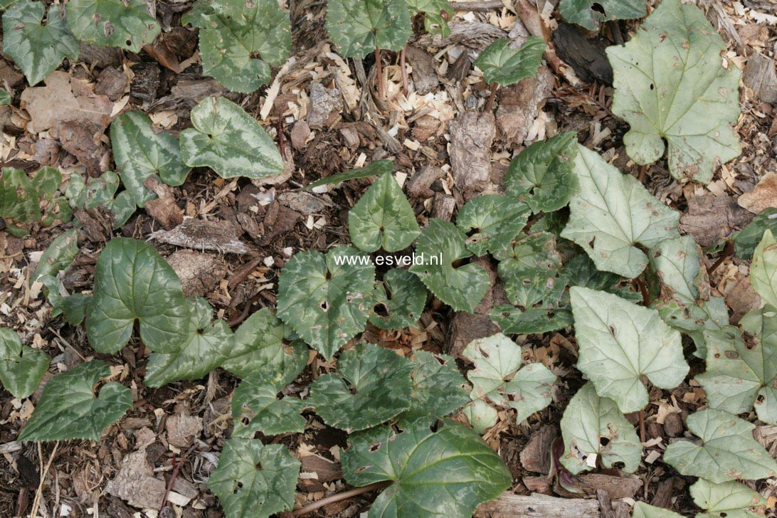 Cyclamen hederifolium