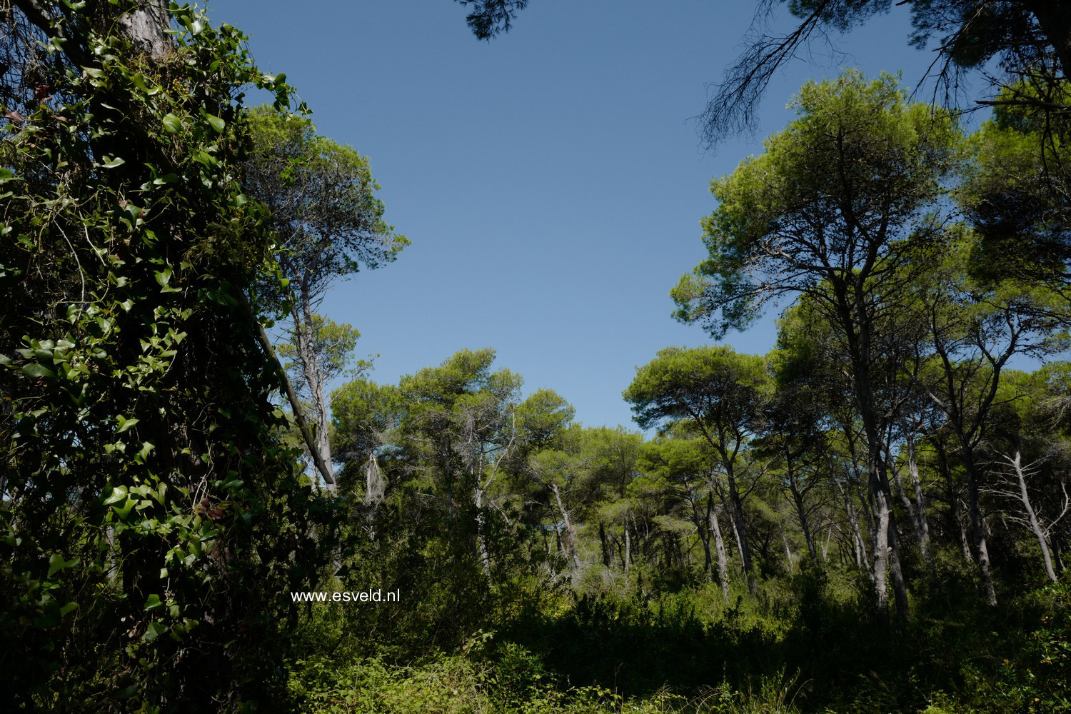 Pinus halepensis