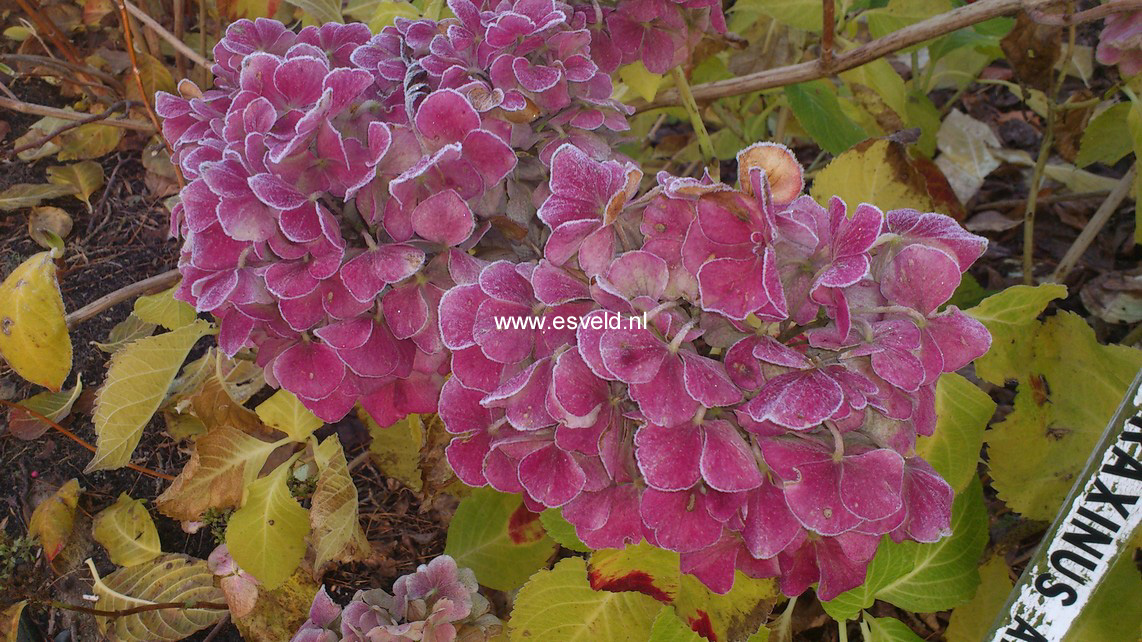 Hydrangea macrophylla 'Forever Pink'