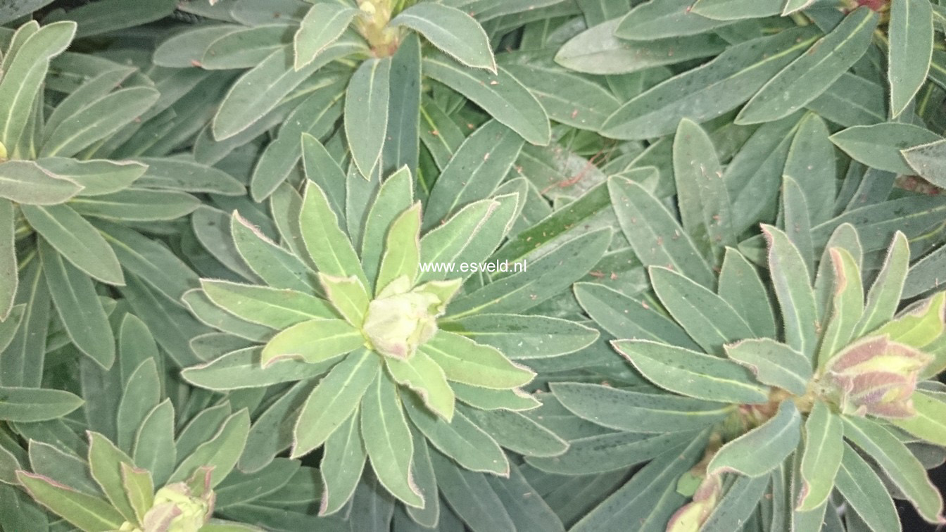 Euphorbia martinii 'Kolibri'
