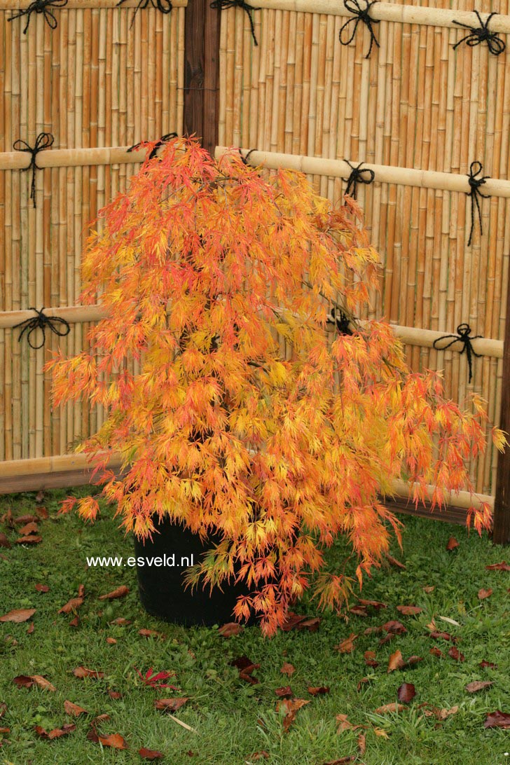 Acer palmatum 'Dissectum'