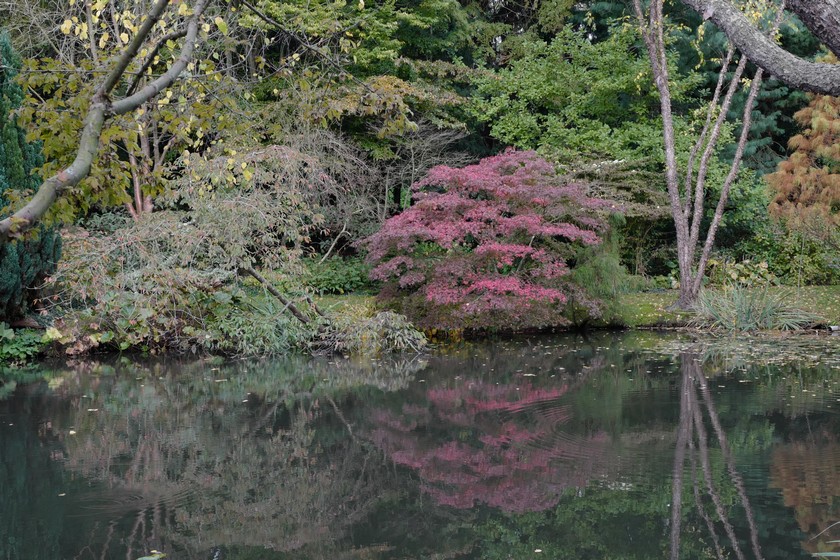 Acer palmatum 'Osakazuki'