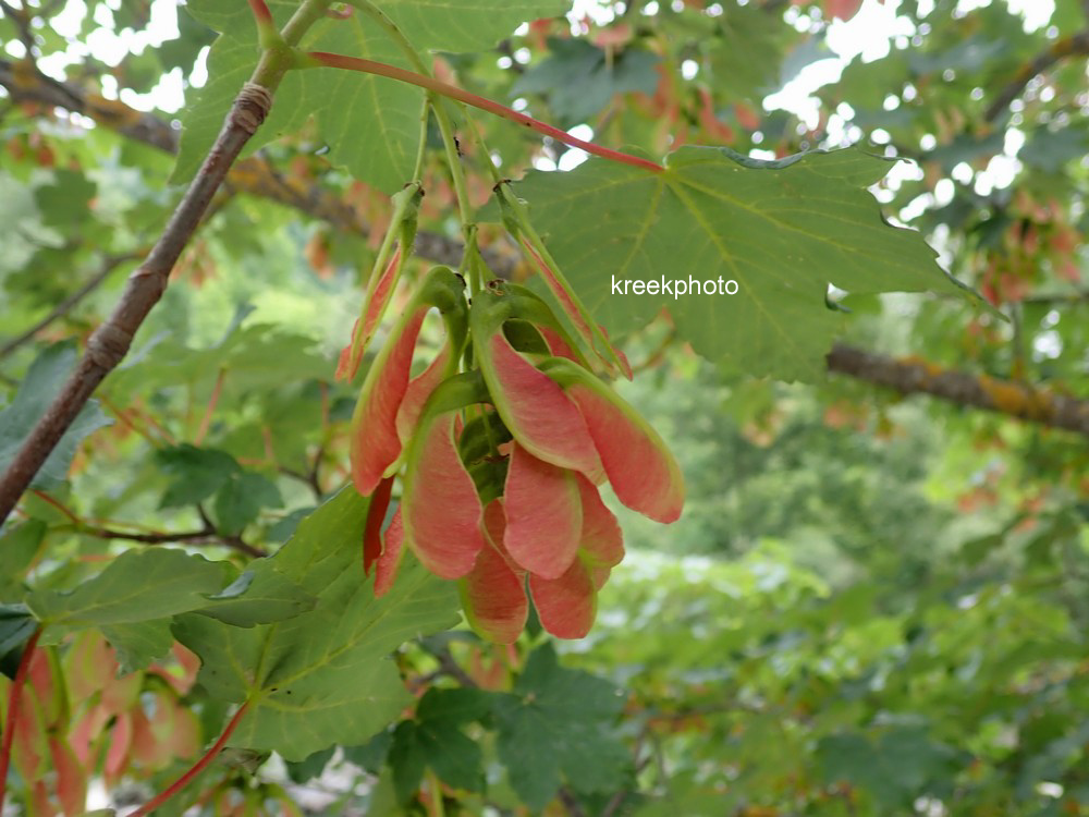 Acer pseudoplatanus