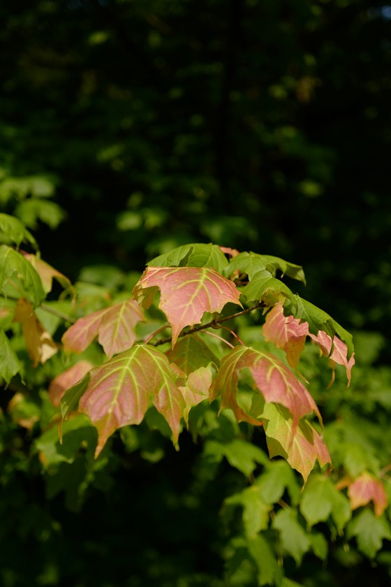 Acer saccharum