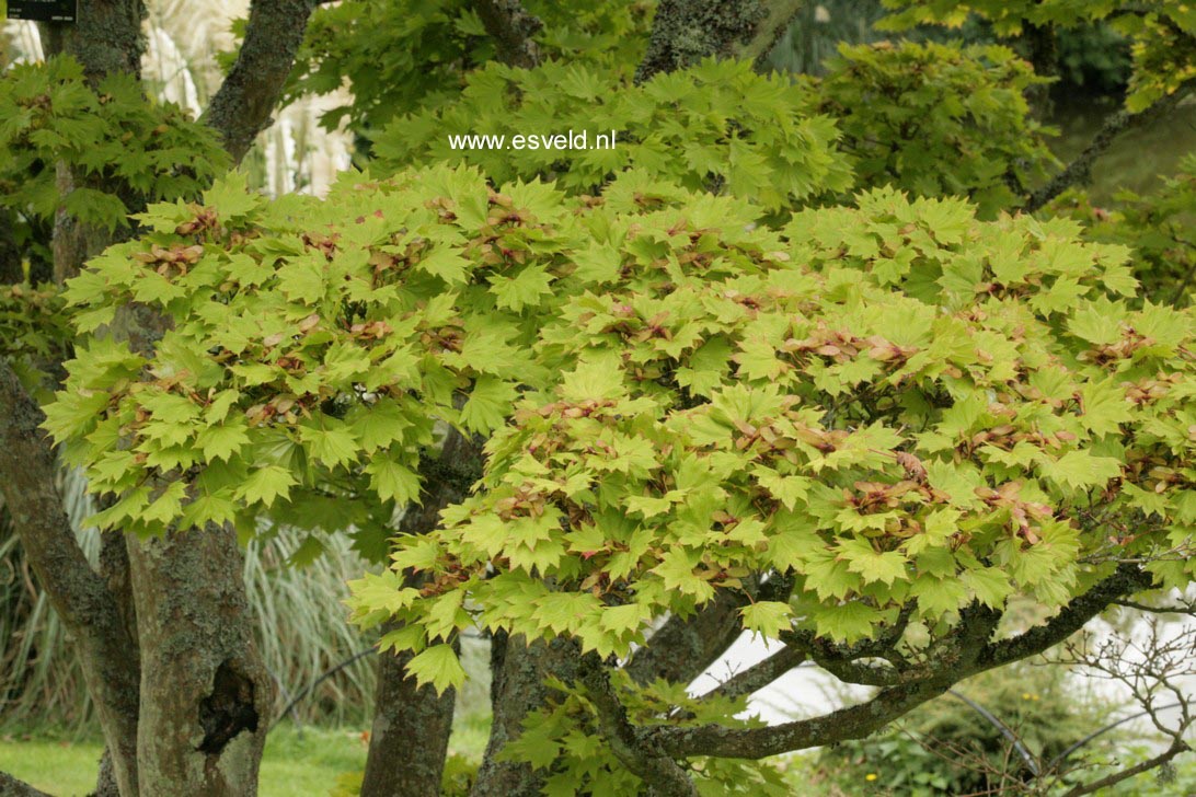 Acer shirasawanum 'Aureum'