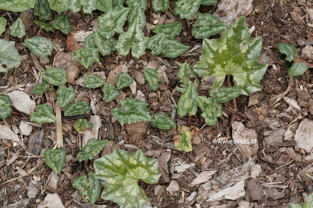 Cyclamen hederifolium
