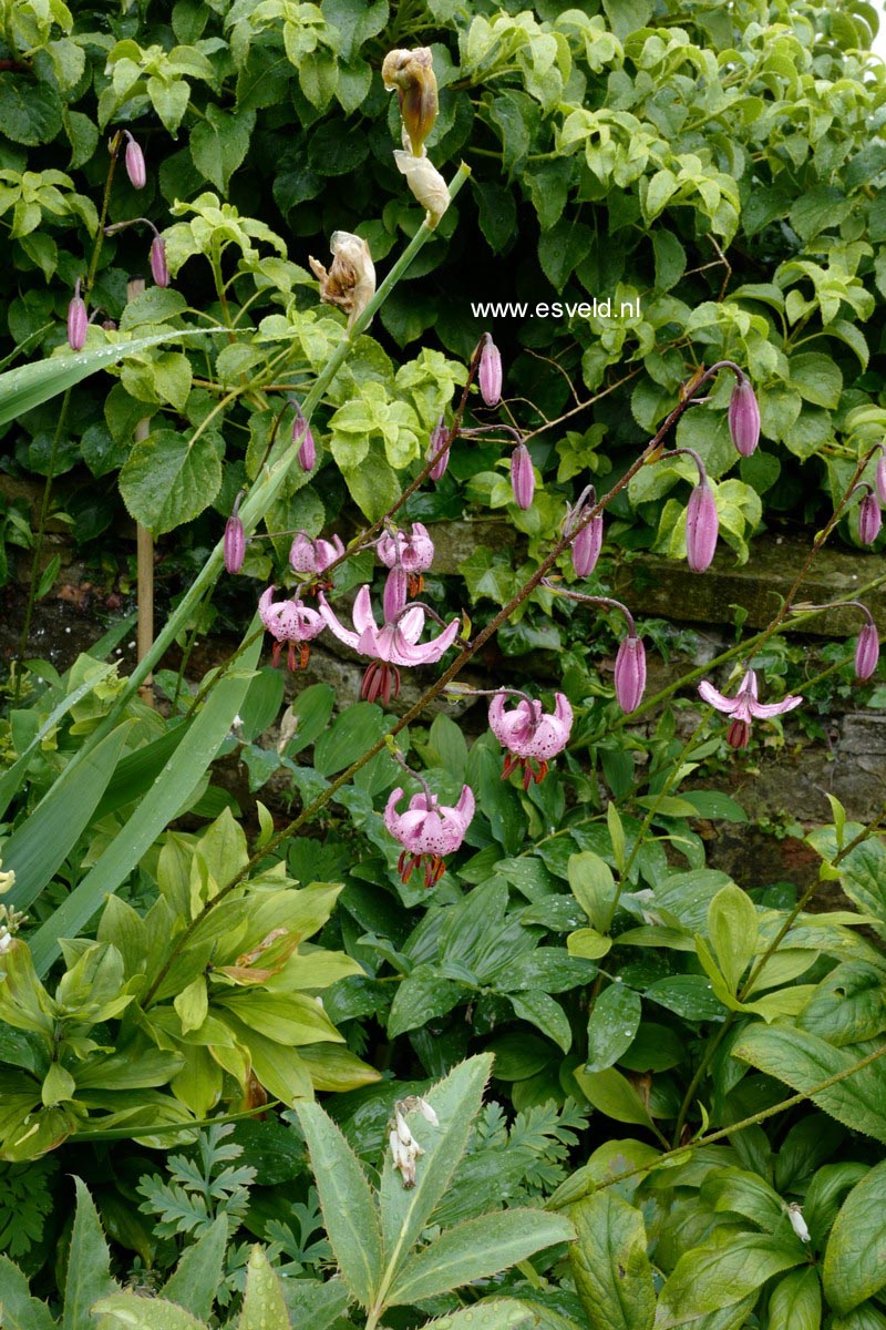 Lilium martagon