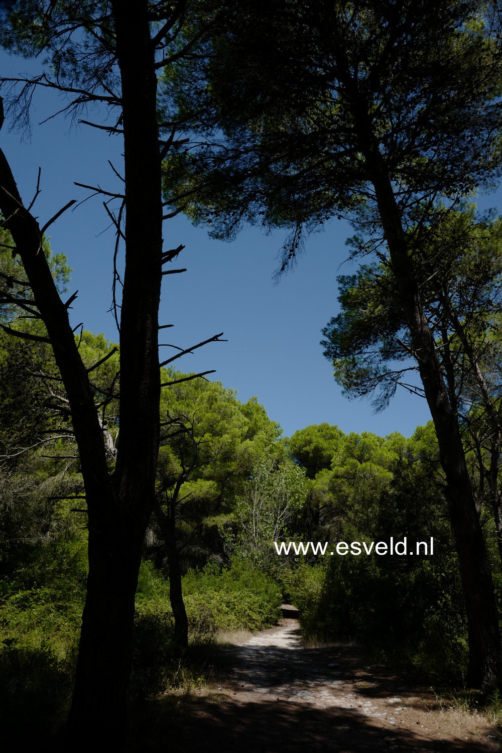 Pinus halepensis