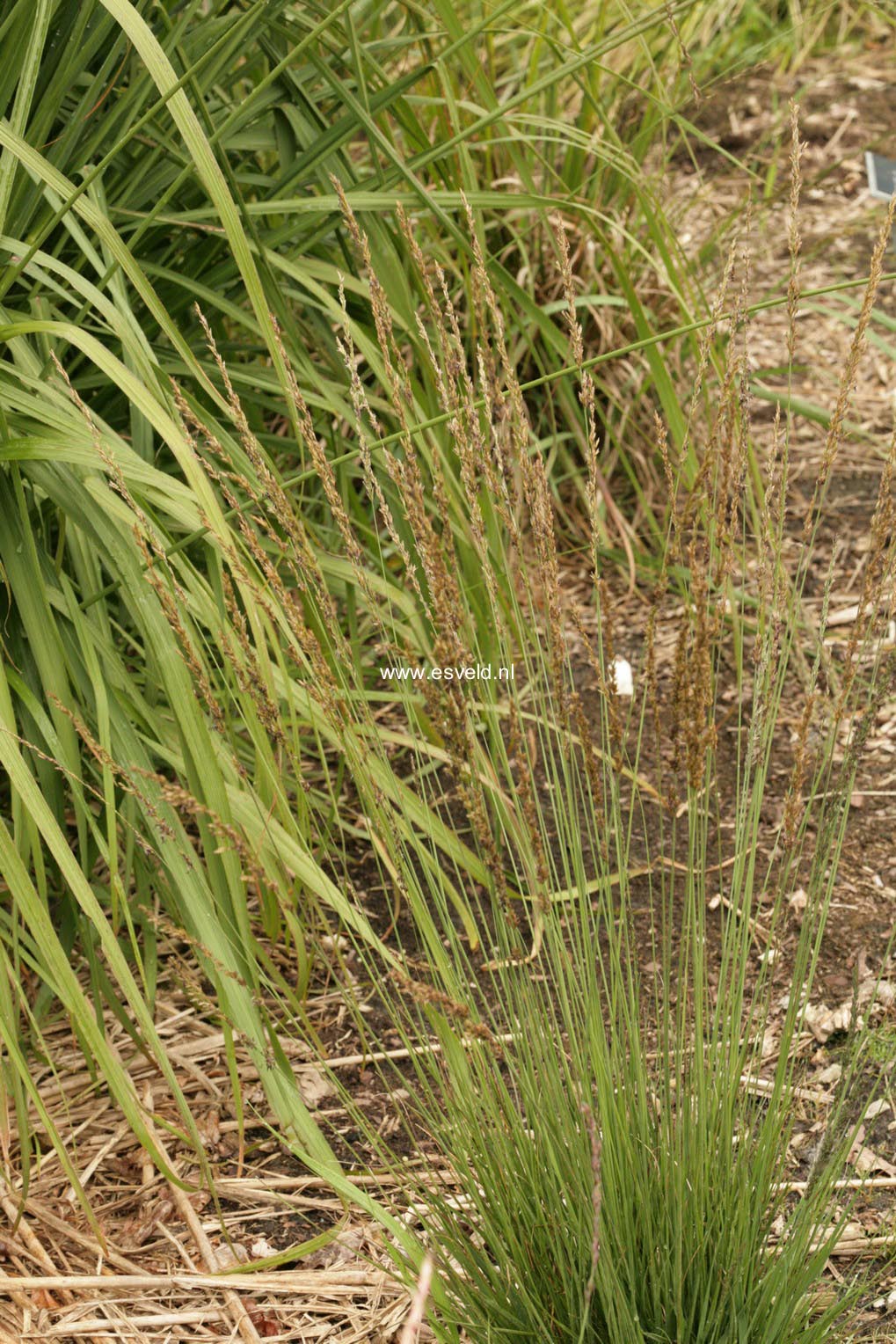 Molinia caerulea 'Overdam'